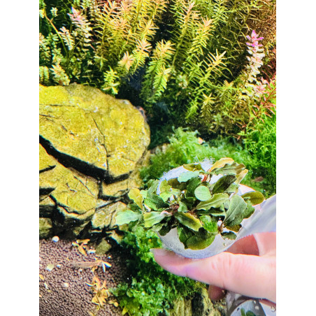 Unikalna Bucephalandra Deep Purple – fiolet w Twoim akwarium