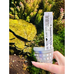 Unikalna Bucephalandra Deep Purple – fiolet w Twoim akwarium