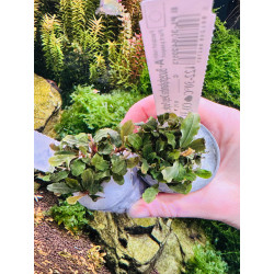 Unikalna Bucephalandra Deep Purple – fiolet w Twoim akwarium