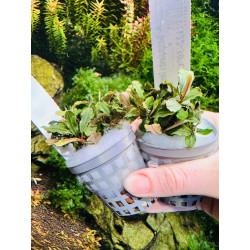 Unikalna Bucephalandra Deep Purple – fiolet w Twoim akwarium
