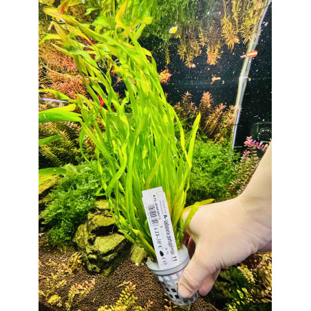 Roślina akwariowa Vallisneria – Efektowne spiralne liście