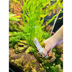 Roślina akwariowa Vallisneria – Efektowne spiralne liście