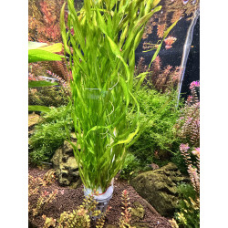Roślina akwariowa Vallisneria – Efektowne spiralne liście