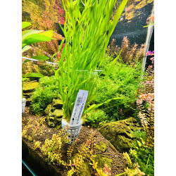 Roślina akwariowa Vallisneria – Efektowne spiralne liście