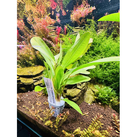Echinodorus Rubin Narrow – Elegancja i kolor w akwarium