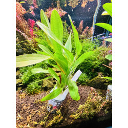 Echinodorus Rubin Narrow – Elegancja i kolor w akwarium