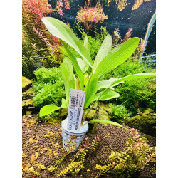 Echinodorus Rubin Narrow – Elegancja i kolor w akwarium