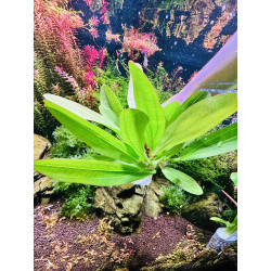 Echinodorus Rubin Narrow – Elegancja i kolor w akwarium