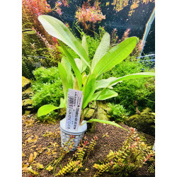 Echinodorus Rubin Narrow – Elegancja i kolor w akwarium
