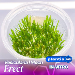 Szybki wzrost Vesicularia reticulata Erect Moss w akwarium