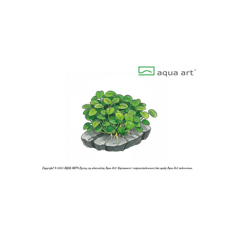 Anubias Barteri Mini Coin – ozdoba akwarium z małymi liśćmi