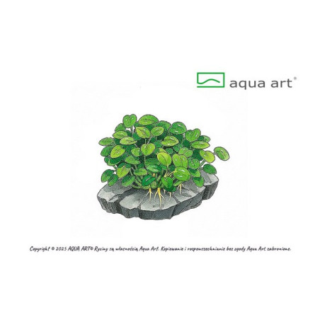 Anubias Barteri Mini Coin – ozdoba akwarium z małymi liśćmi