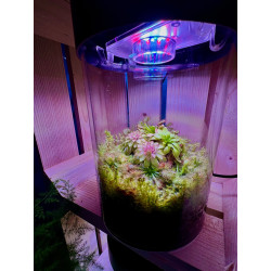 Aqua Art VivoVerde Micro Terrarium – mini ogród w szkle