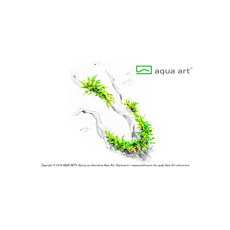 Vesicularia montagnei – piękny mech do akwarium