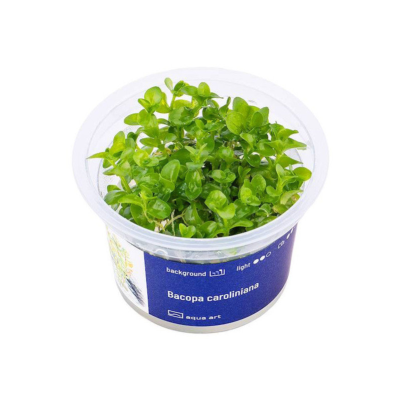 Bacopa caroliniana - najpopularniejsza roślina akwariowa.