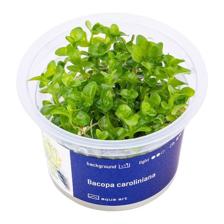 Bacopa caroliniana - najpopularniejsza roślina akwariowa.