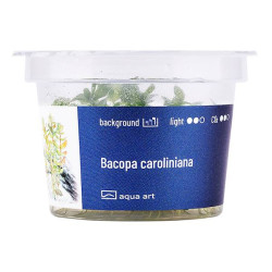 Bacopa caroliniana - najpopularniejsza roślina akwariowa.