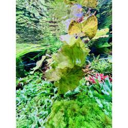 Nymphaea lotus Tiger-  bujny wygląd i piękne kwiaty w zbiorniku