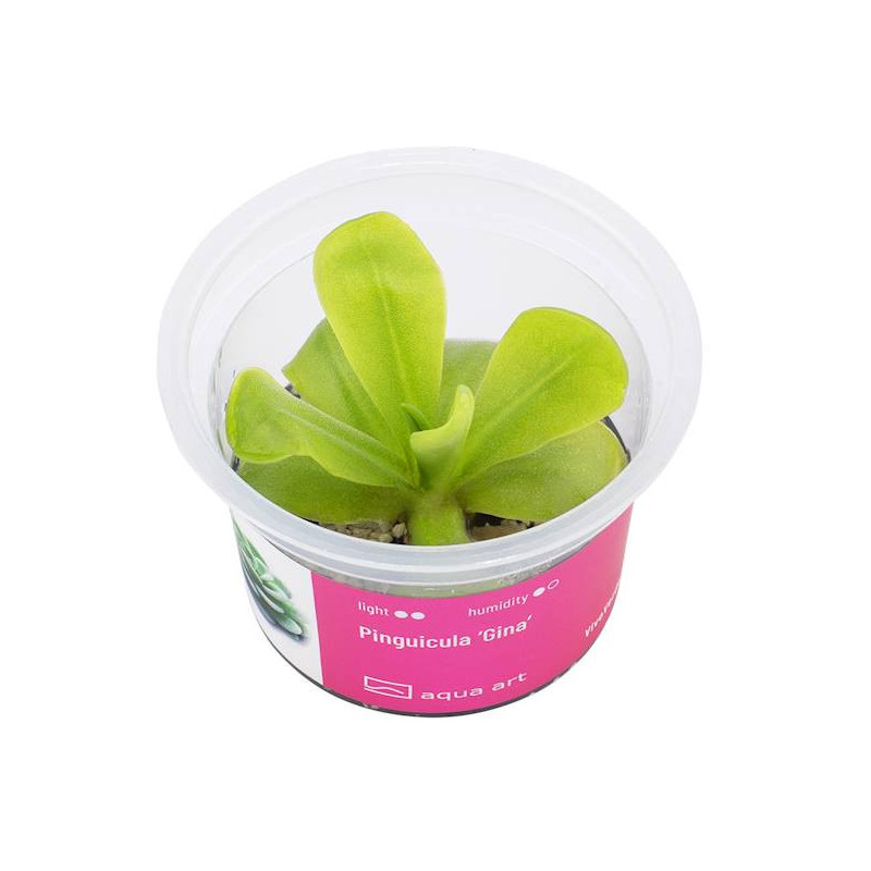 Pinguicula 'Gina'- Roślina mięsożerna z pięknymi, delikatnymi kwiatami