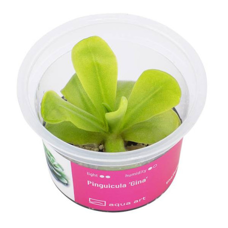Pinguicula 'Gina'- Roślina mięsożerna z pięknymi, delikatnymi kwiatami