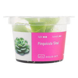 Pinguicula 'Gina'- Roślina mięsożerna z pięknymi, delikatnymi kwiatami