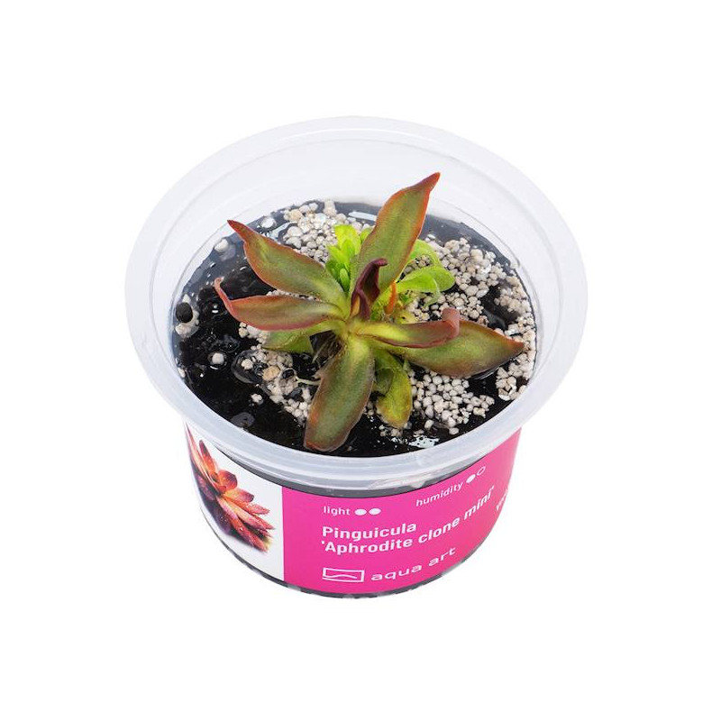 Pinguicula Aphrodite Clone Mini- piękna roślina owadożerna do kolekcji