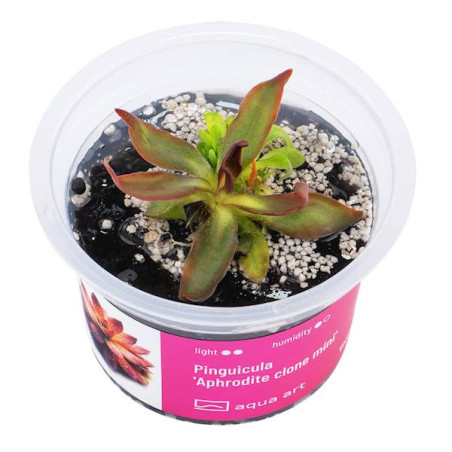 Pinguicula Aphrodite Clone Mini- piękna roślina owadożerna do kolekcji