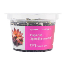 Pinguicula Aphrodite Clone Mini- piękna roślina owadożerna do kolekcji
