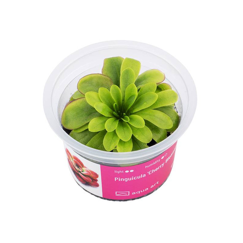 Tłustosz Pinguicula 'Cherry Blossom' - tajemnicza roślina mięsożerna