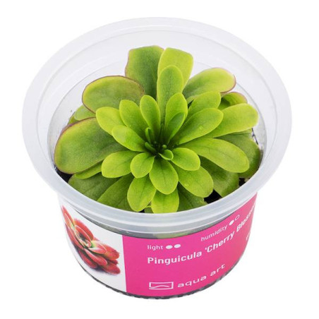 Tłustosz Pinguicula 'Cherry Blossom' - tajemnicza roślina mięsożerna
