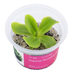 Pinguicula Moranensis Carow – egzotyczna piękność