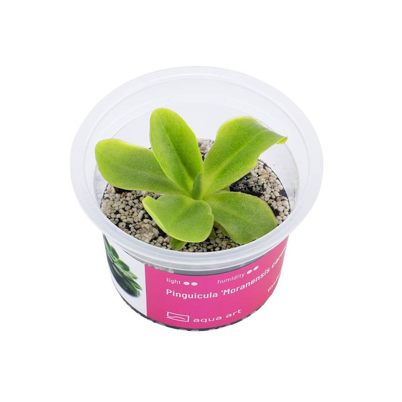Pinguicula Moranensis Carow – egzotyczna piękność