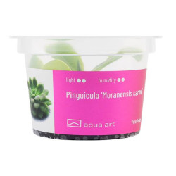 Pinguicula Moranensis Carow – egzotyczna piękność
