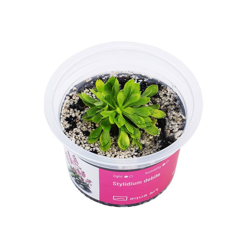Stylidium Debile - Roślina katapulta z kwiatami jak katapulty