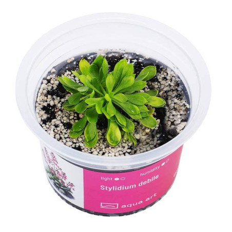 Stylidium Debile - Roślina katapulta z kwiatami jak katapulty