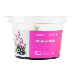 Stylidium Debile - Roślina katapulta z kwiatami jak katapulty