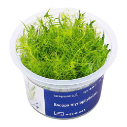 Bacopa myriophylloides - smukłe łodygi i igiełkowate liście