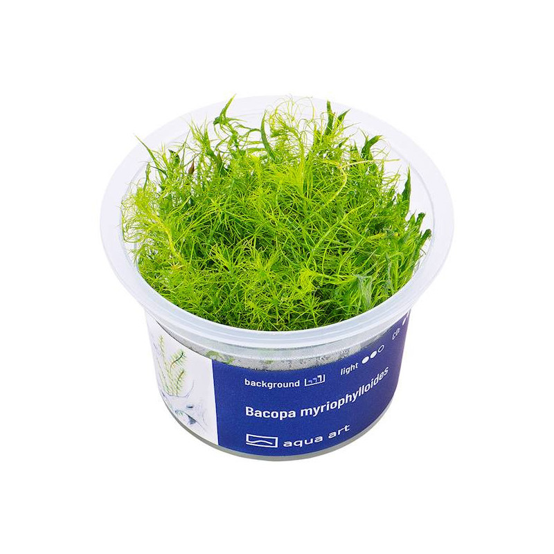 Bacopa myriophylloides - smukłe łodygi i igiełkowate liście