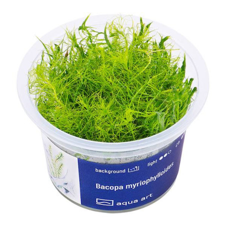 Bacopa myriophylloides - smukłe łodygi i igiełkowate liście