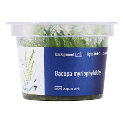 Bacopa myriophylloides - smukłe łodygi i igiełkowate liście