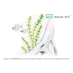 Bacopa myriophylloides - smukłe łodygi i igiełkowate liście