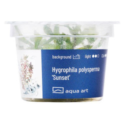 Hygrophila sp. 'Sunset' - kolorowa roślina idealna do kompozycji akwariowej