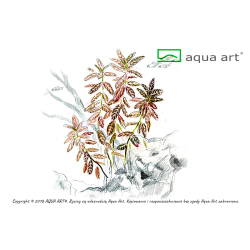 Hygrophila sp. 'Sunset' - kolorowa roślina idealna do kompozycji akwariowej