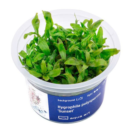 Hygrophila sp. 'Sunset' - kolorowa roślina idealna do kompozycji akwariowej
