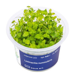 Lysimachia nummularia - Sercowate liście i żółte kwiaty