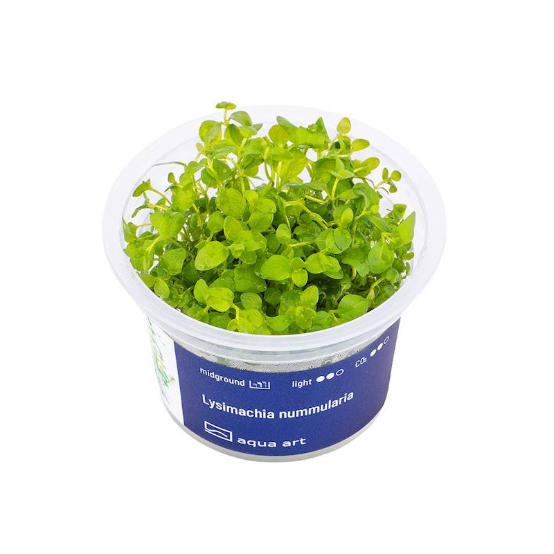 Lysimachia nummularia - Sercowate liście i żółte kwiaty