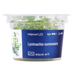 Lysimachia nummularia - Sercowate liście i żółte kwiaty
