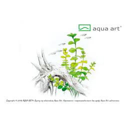 Lysimachia nummularia - Sercowate liście i żółte kwiaty