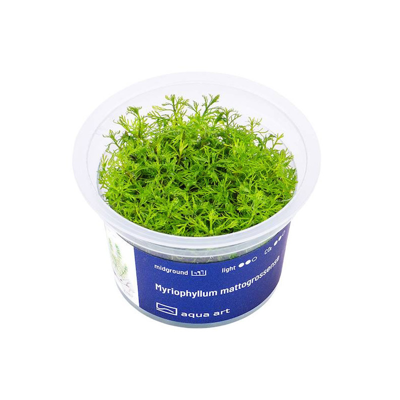 Myriophyllum mattogrossense ozdobne czerwonawe łodygi i zielone liście