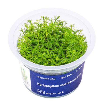 Myriophyllum mattogrossense ozdobne czerwonawe łodygi i zielone liście